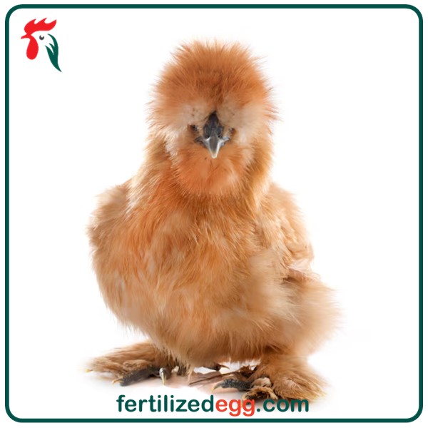 تخم نطفه دار مرغ ابریشمی 